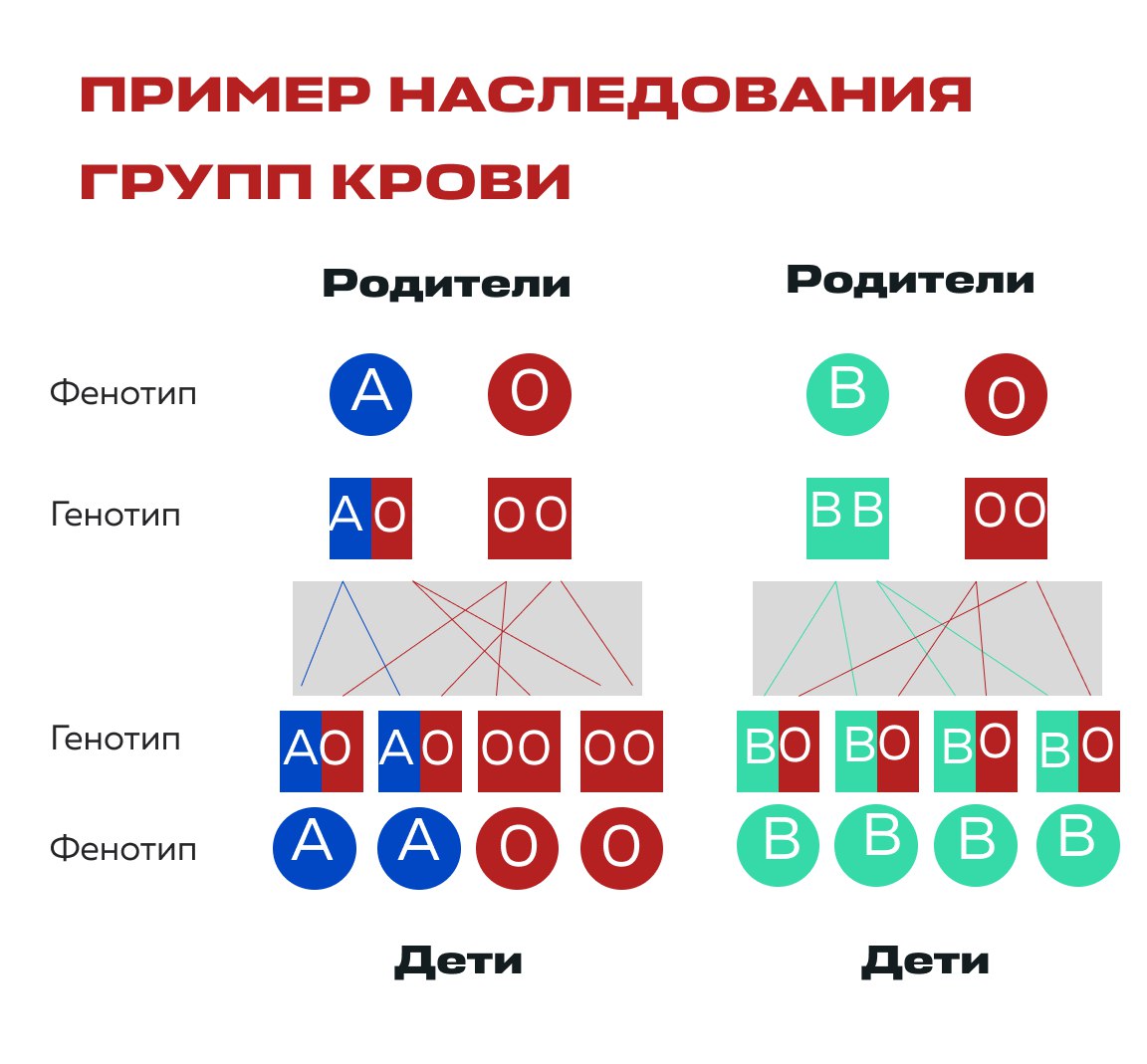 Наследование группы крови